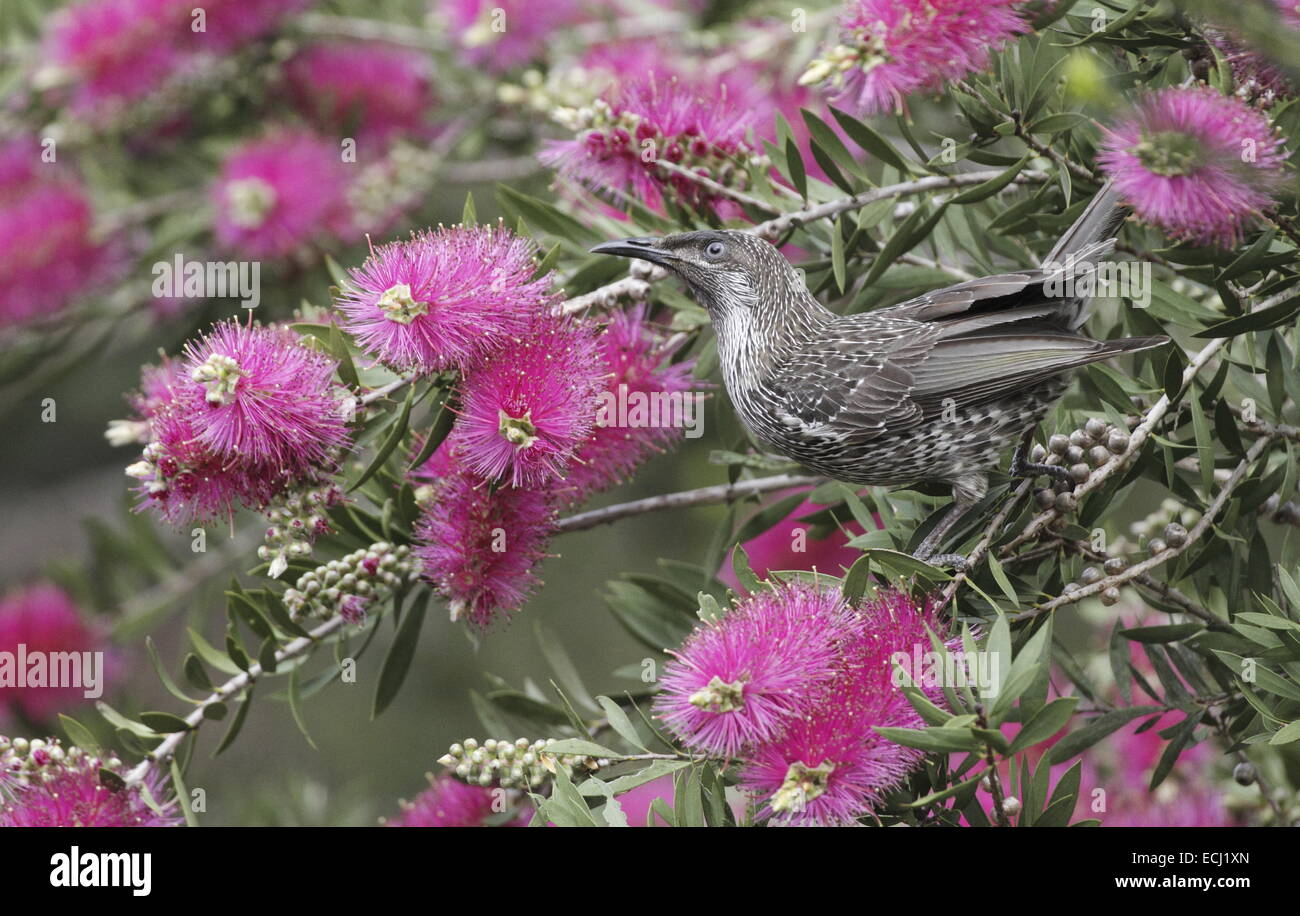 Wenig, oder Pinsel Wattelbird, Anthochaera Chrysoptera thront in einem Banksia Baum mit roten Blüten Stockfoto