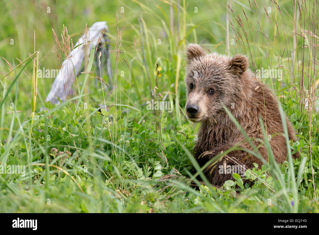 Alaskan Brown Bear Cub schaut über seine Schulter während des Spielens in der Wiese nahe dem Strand am Lake-Clark-Nationalpark. Stockfoto