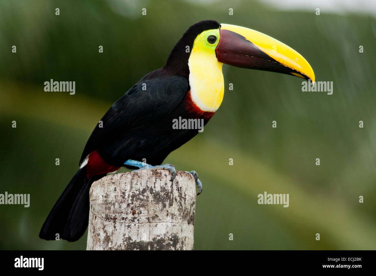 Yellow-throated Toucan (Ramphastos ambiguus) - La Laguna del Lagarto Lodge - Boca Tapada, San Carlos, Costa Rica Stockfoto