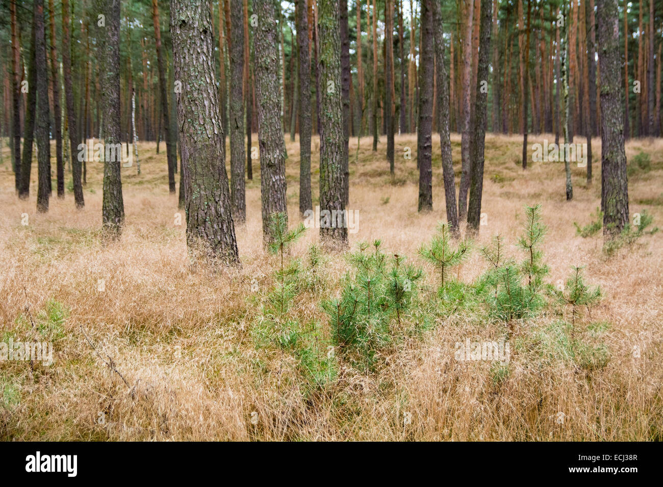 Pinienwald Stockfoto