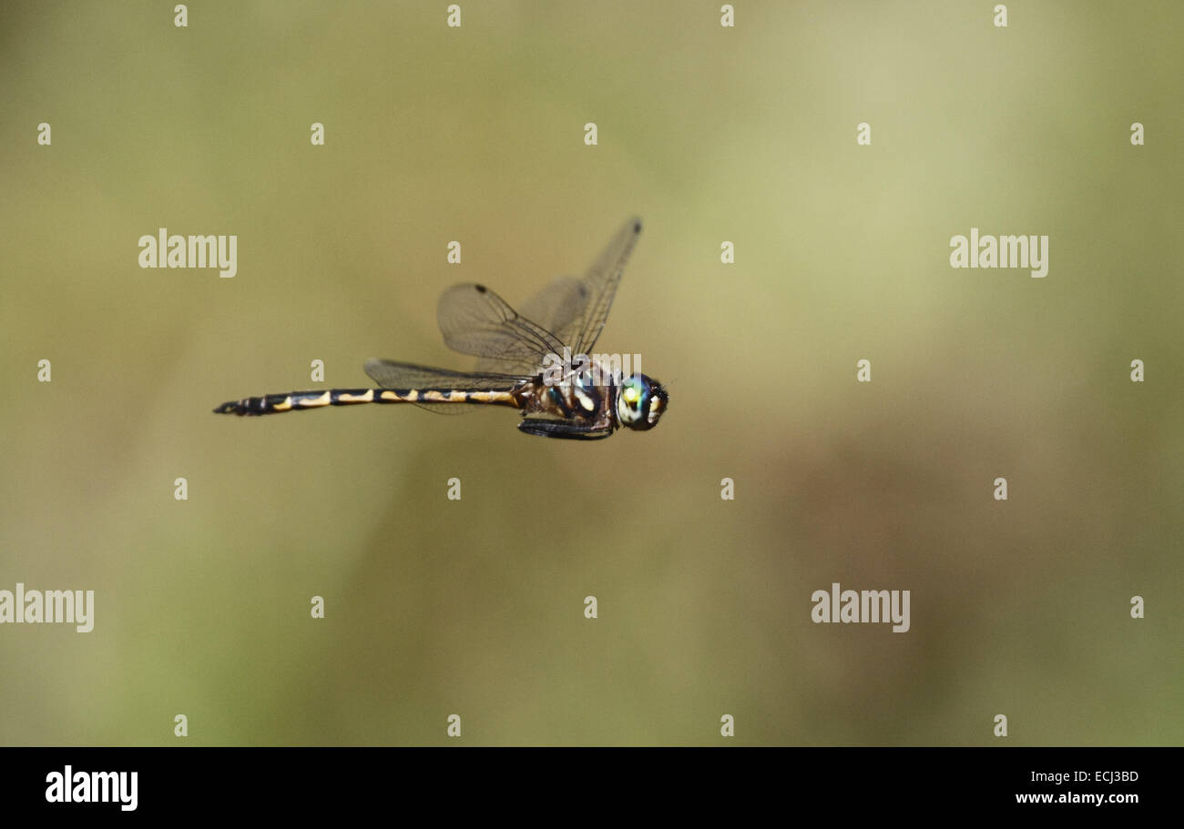 Australischer Smaragd Libelle Hemicordulia Australiae im Flug Stockfoto