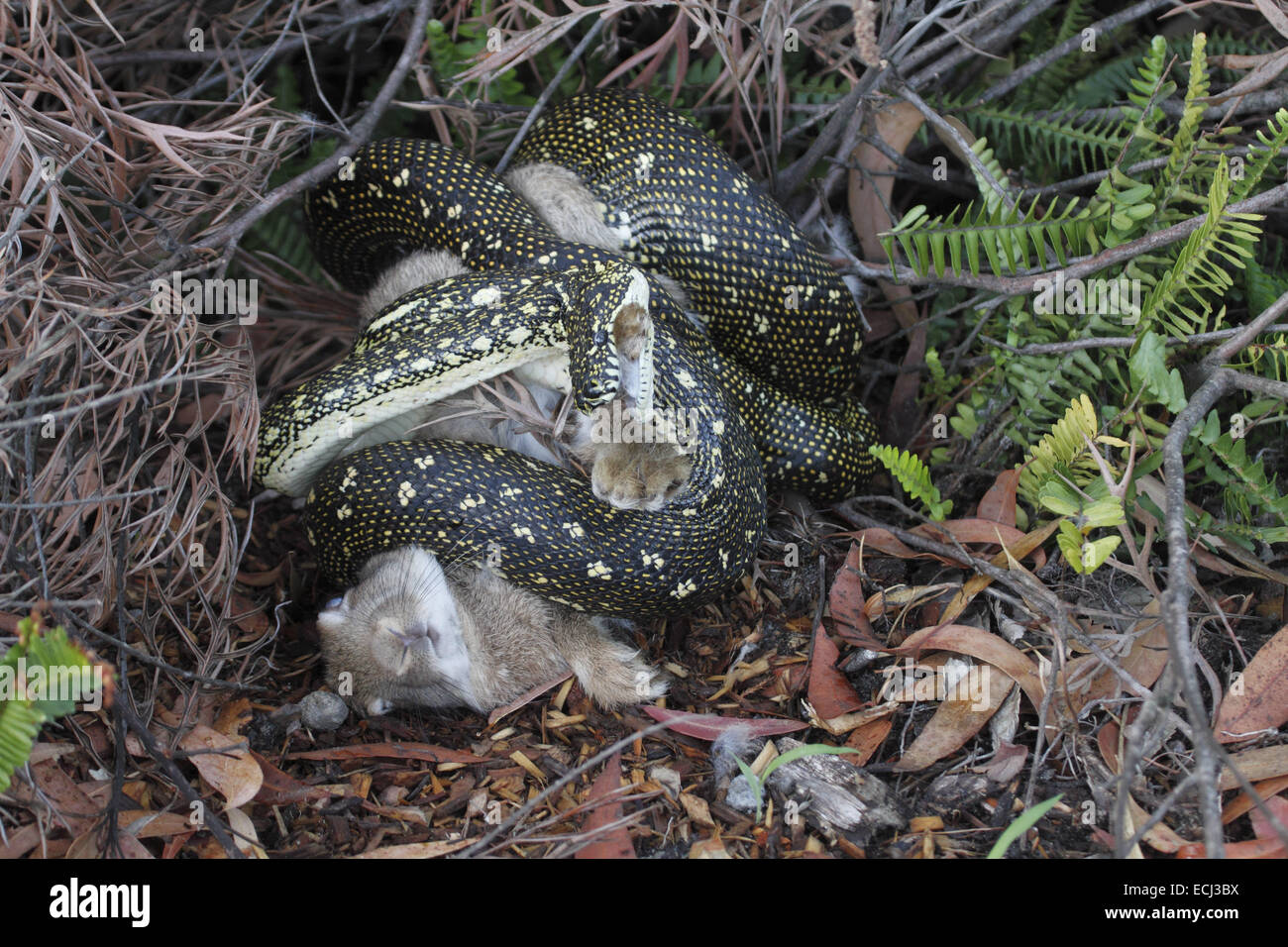 Diamant-Python Morelia Spilota Spilota Zerkleinerung eines Kaninchens Stockfoto