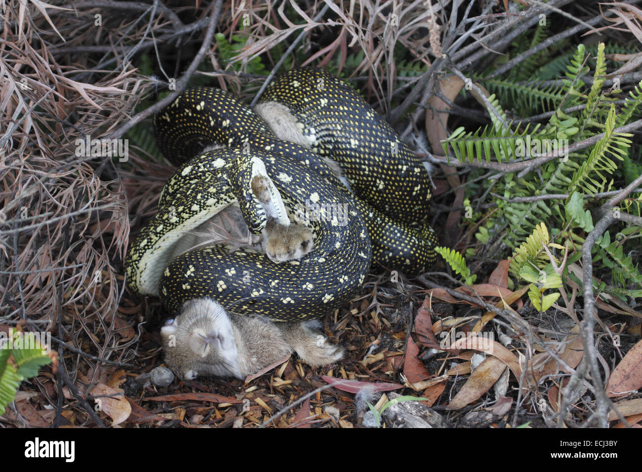 Diamant-Python Morelia Spilota Spilota Zerkleinerung eines Kaninchens Stockfoto