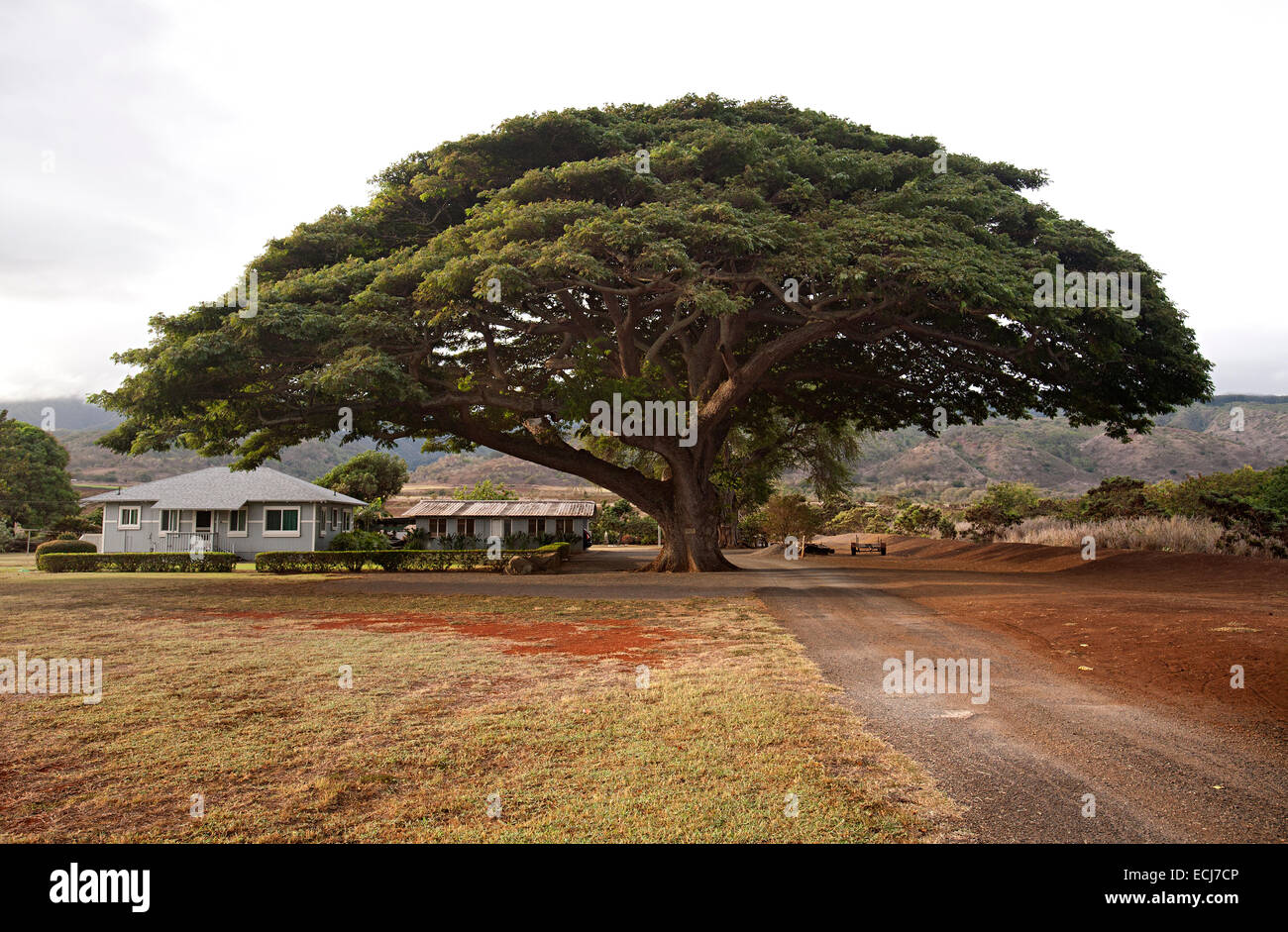 Auffahrt führt zum beeindruckenden Baum im Wohngebiet. Stockfoto