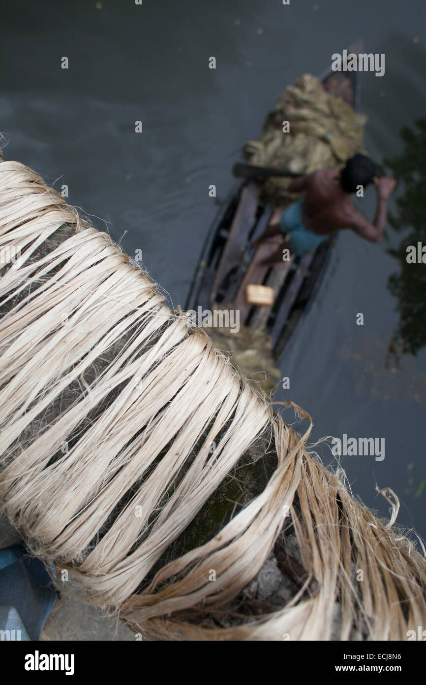 Landwirt Verarbeitung Jute aus Jute Pflanzen. Jute in Bangladesch heißt "The Golden Fiber'is für den Export von Jute-Erzeugnisse verwendet. Bangladesch ist der weltweit größte Produzent von Jute, eine faserige Substanz bei der Herstellung Sackleinen Säcke, Matten, Seil und Bindfäden und Teppichrücken verwendet. Stockfoto