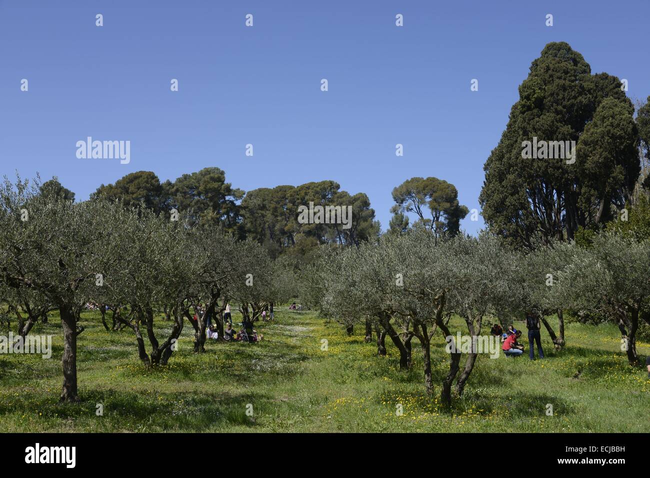 Frankreich, Herault, Montpellier, Domain O Abteilungs Domäne von Kunst und Kultur, Olivenhain, Picknick an der Unterseite der Olivenbäume Stockfoto