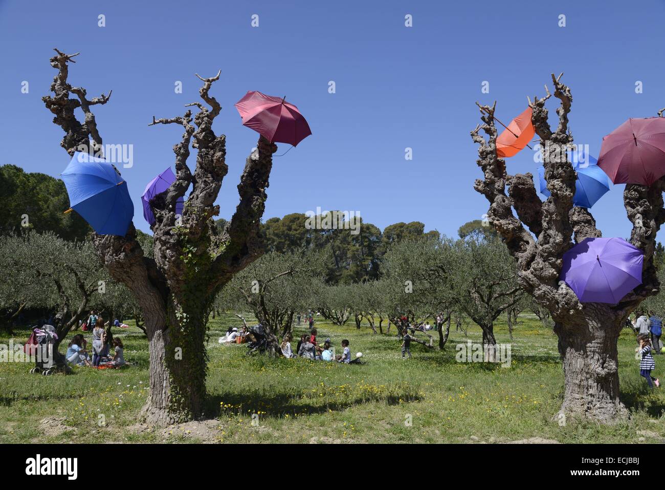 Frankreich, Herault, Montpellier, Domain von O, Abteilungs-Domäne von Kunst und Kultur, Olivenhain, hundert Jahre alten Olivenbäumen geschmückt mit Regenschirm und Menschen mit einem Picknick im Hintergrund Stockfoto