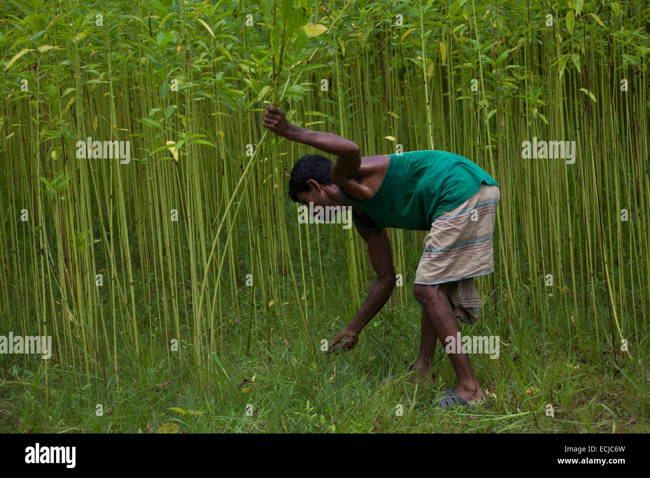Landwirt Verarbeitung Jute aus Jute Pflanzen. Jute in Bangladesch heißt "The Golden Fiber'is für den Export von Jute-Erzeugnisse verwendet. Bangladesch ist der weltweit größte Produzent von Jute, eine faserige Substanz bei der Herstellung Sackleinen Säcke, Matten, Seil und Bindfäden und Teppichrücken verwendet. Stockfoto
