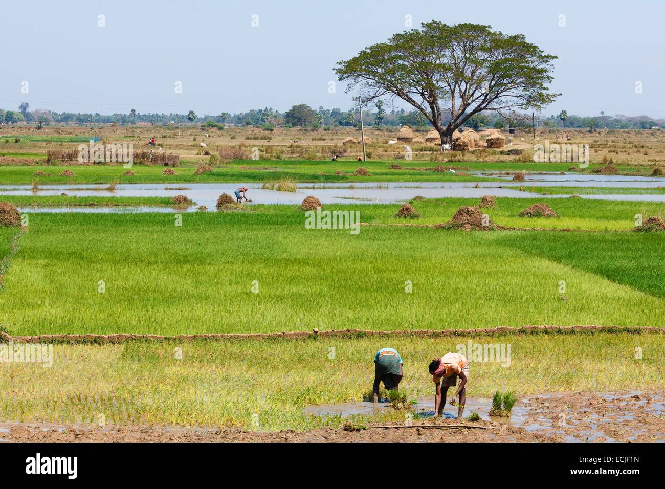 Indien, Odisha, Jajpur District, Udayagiri, Reis Landwirtschaft Stockfoto