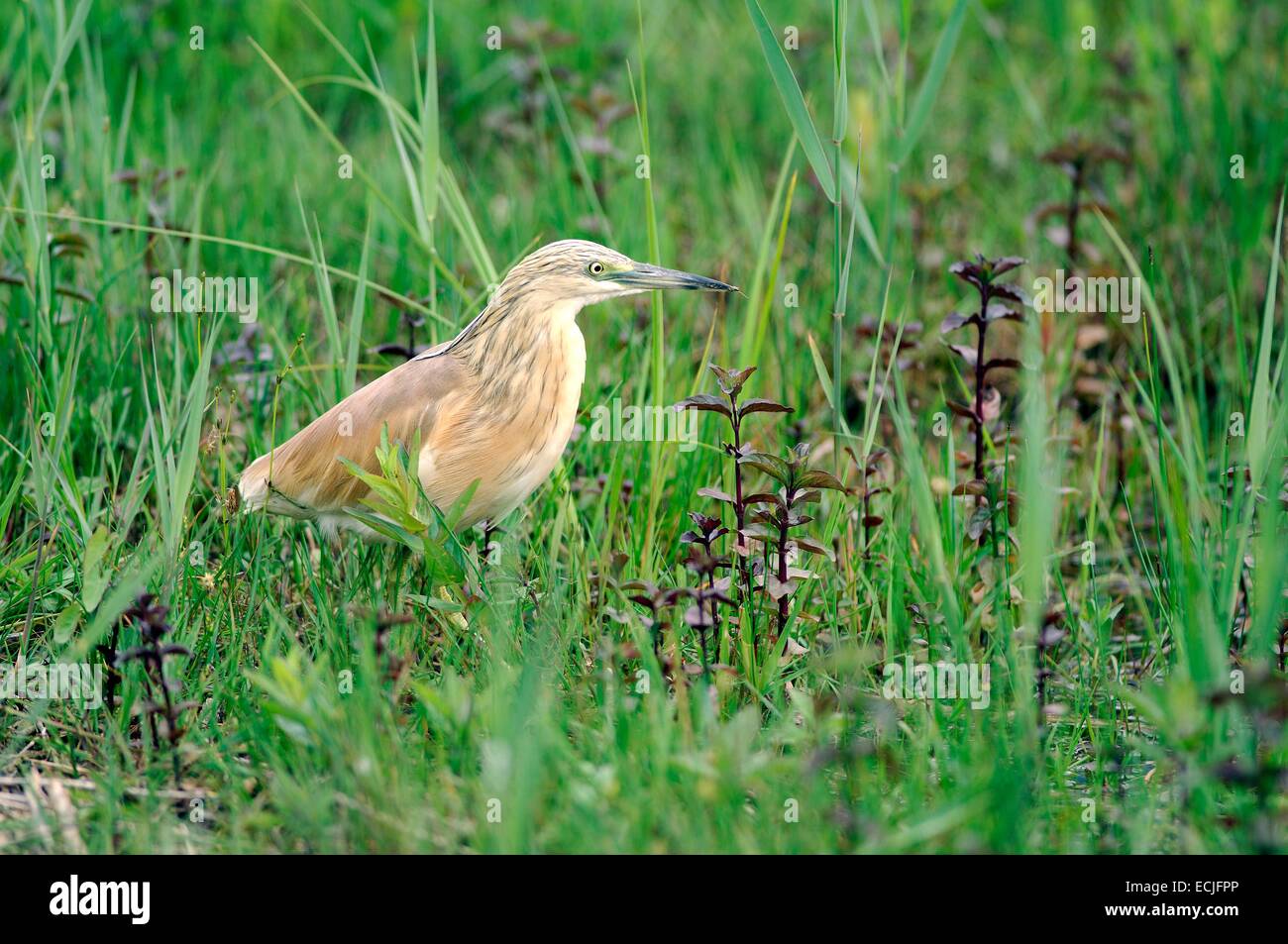 Wie oder Krabben Reiher (Ardea Ralloides) Stockfoto