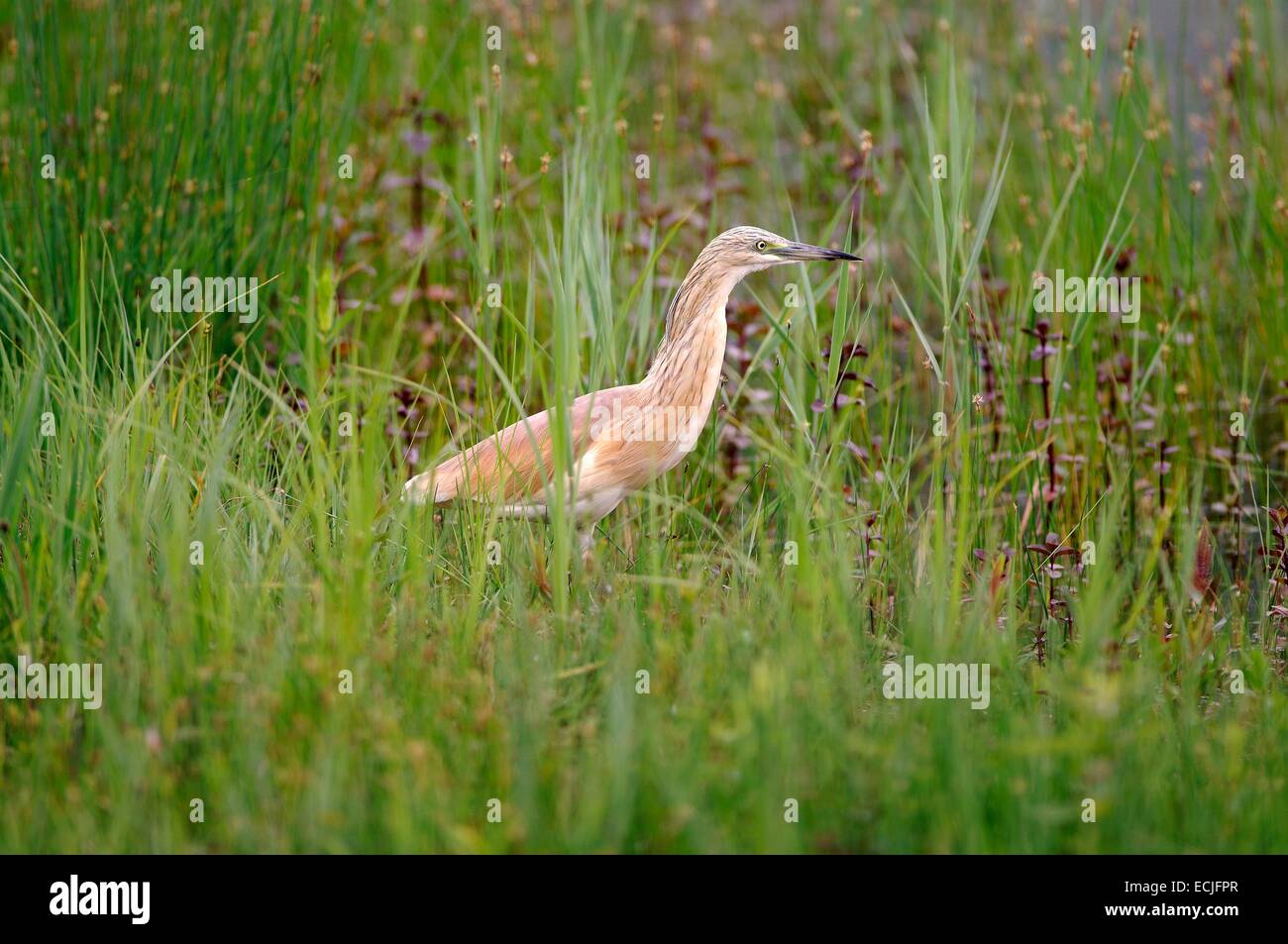 Wie oder Krabben Reiher (Ardea Ralloides) Stockfoto