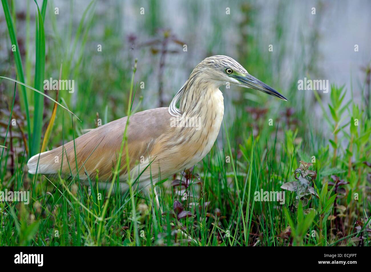 Wie oder Krabben Reiher (Ardea Ralloides) Stockfoto