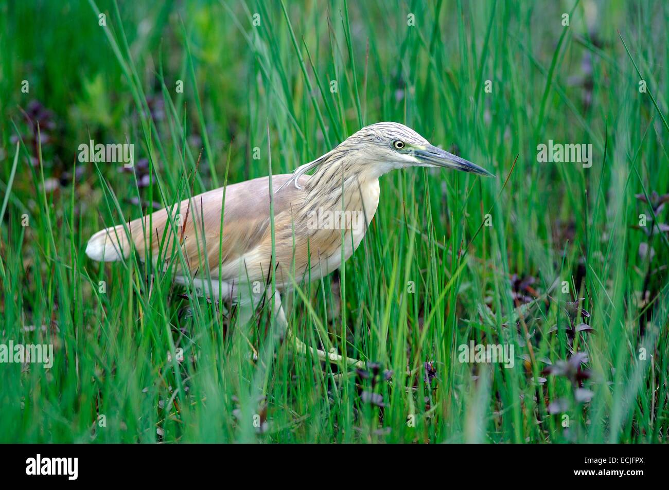 Wie oder Krabben Reiher (Ardea Ralloides) Stockfoto