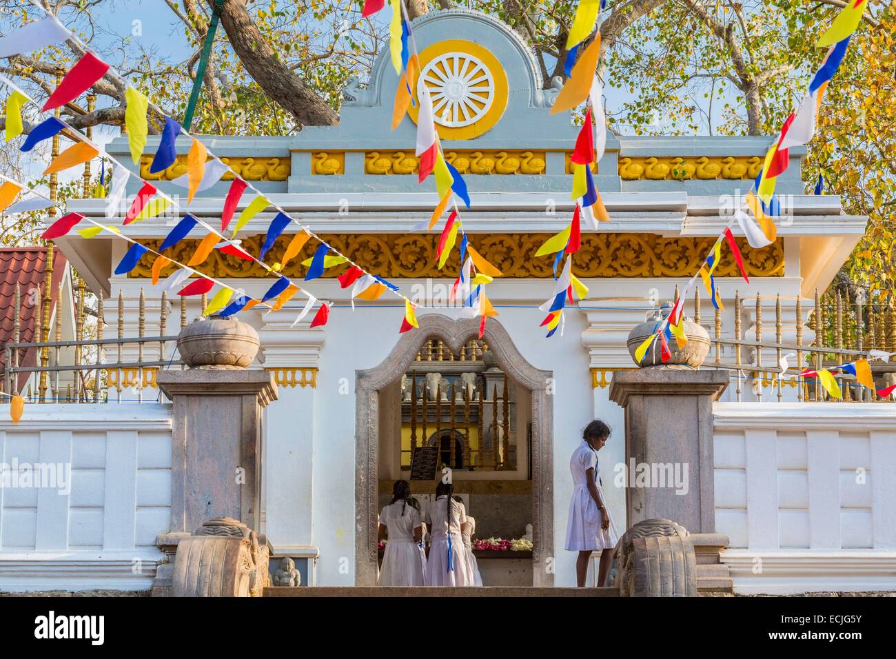 Sri Lanka, North Central Province, Anuradhapura, aufgeführt als Weltkulturerbe der UNESCO, der Bodhi-Baum (Sri Maha Bodhi) ist ein heiliger Ort des Buddhismus als transplantierten im 3. Jahrhundert v. Chr. (durch den Menschen als älteste Baum der Welt gepflanzt) aus ein Schneiden des Baumes Stockfoto