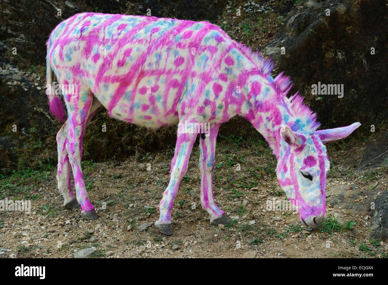 Indien, Rajasthan, Udaipur Region, Diwali Festival, bemalte Esel am vierten Tag von Diwali-Fest von tierischen Gottesdienst geprägt ist. Nutztiere sind oft aufwendig verziert oder gemalt auf den Anlass. Stockfoto