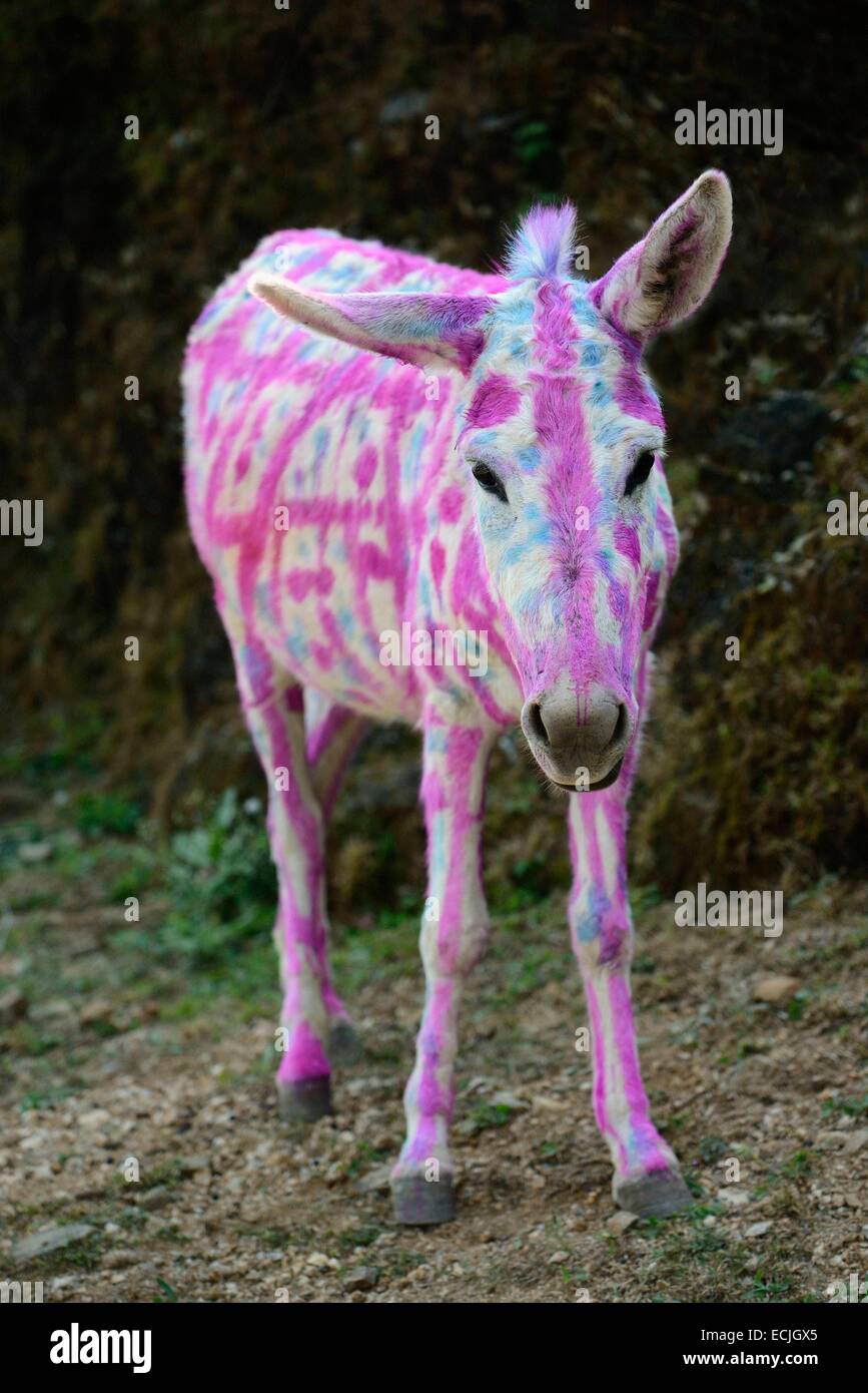 Indien, Rajasthan, Udaipur Region, Diwali Festival, bemalte Esel am vierten Tag von Diwali-Fest von tierischen Gottesdienst geprägt ist. Nutztiere sind oft aufwendig verziert oder gemalt auf den Anlass. Stockfoto