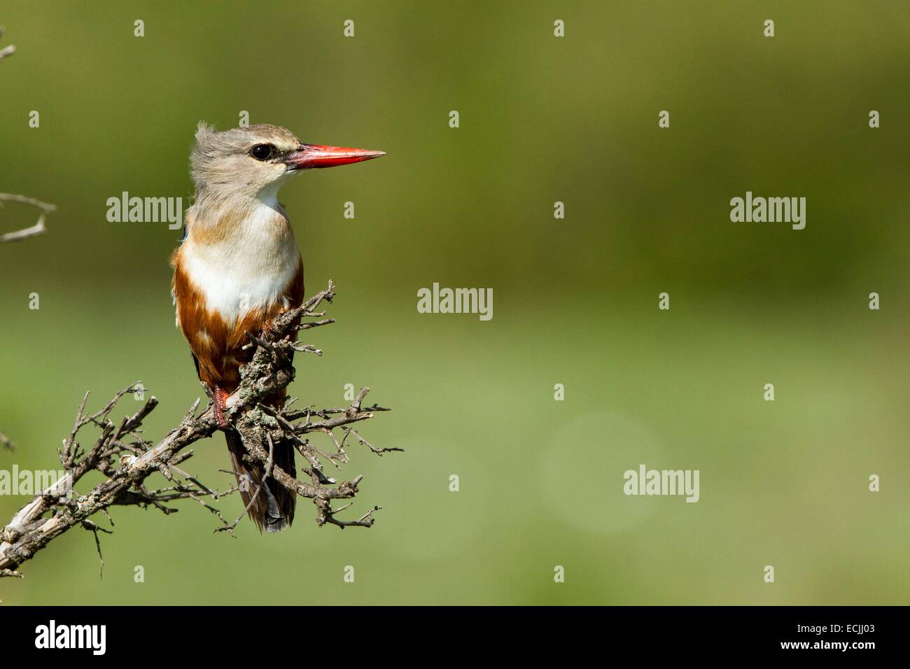 Kenia, Masai Mara Wildreservat, Grey-headed Kingfisher (Halcyon Leucocephala) Stockfoto