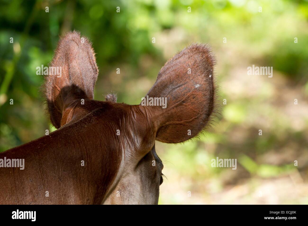 Frankreich, Mainet Loire Doue La Fontaine Zoo, Okapi (Okapia Johnstoni) Stockfoto