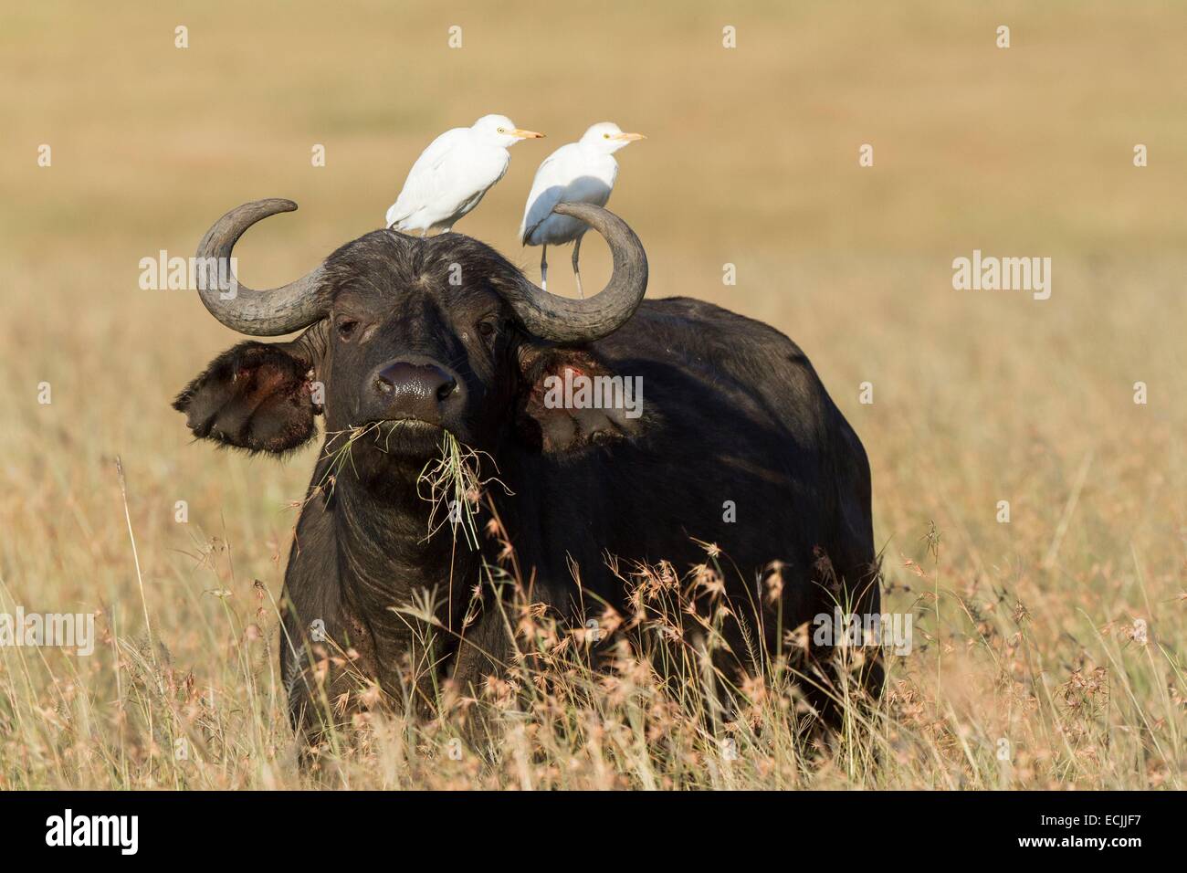 Kenia, Masai Mara Wildreservat, Büffel (Syncerus Caffer), mit Kuhreiher Stockfoto