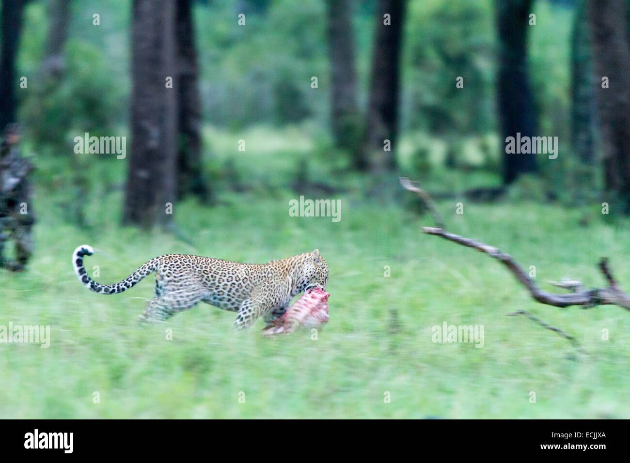 Kenia, Masai Mara Wildreservat, Leopard (Panthera Pardus), tragen seine Beute in der Dämmerung Stockfoto