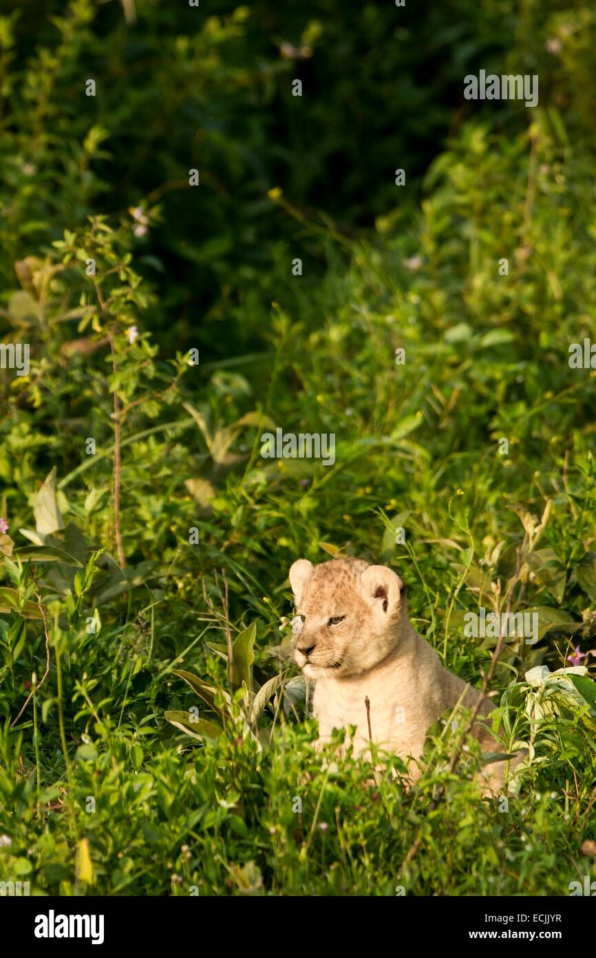 Tanzanie, Ngorongoro-Nationalpark, Löwe (Panthera Leo), Löwenbaby im Gebüsch versteckt Stockfoto