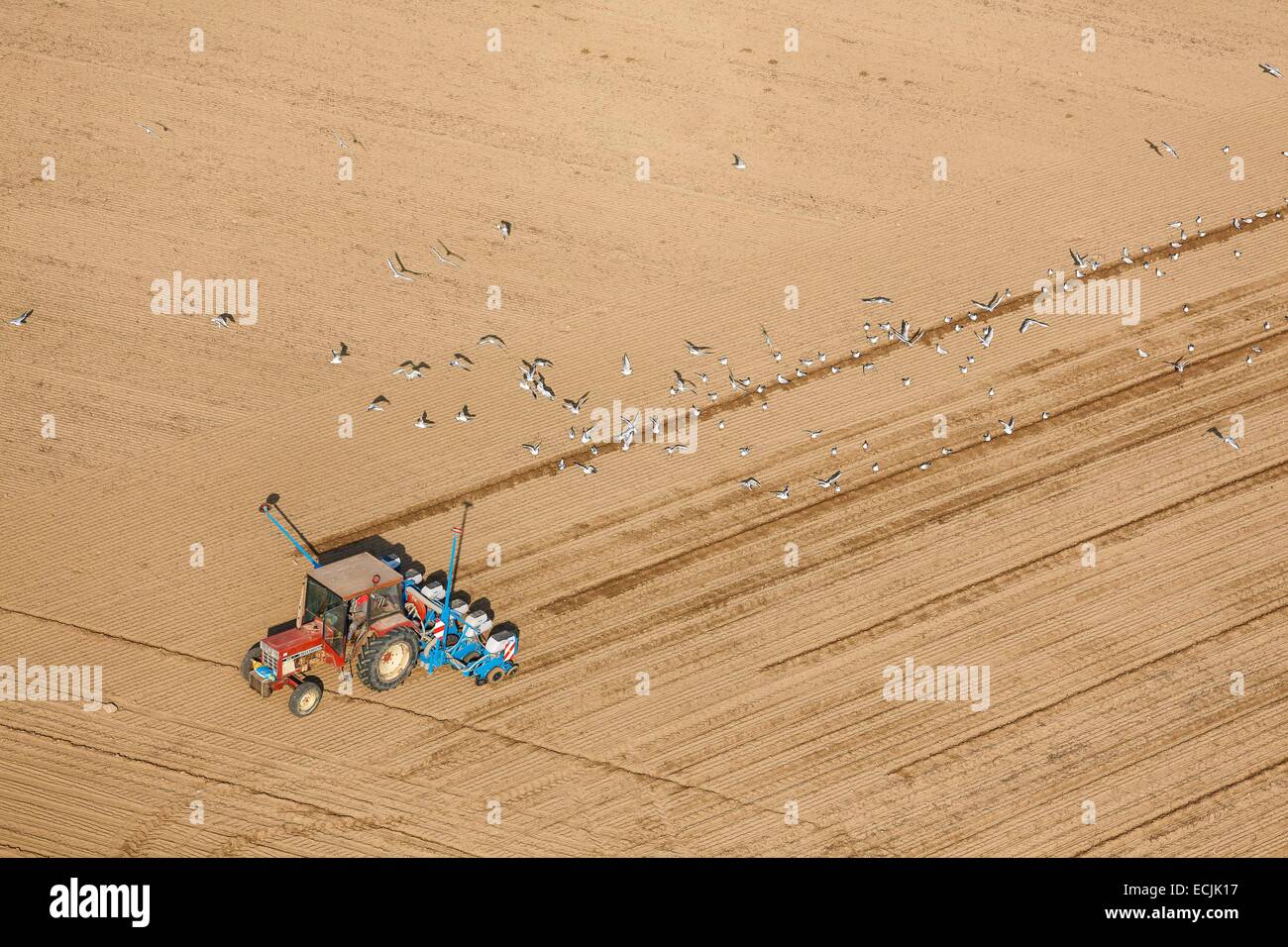 Frankreich, Vendee, Le Bernard, Möwen hinter eine Aussaat Traktor (Luftbild) Stockfoto