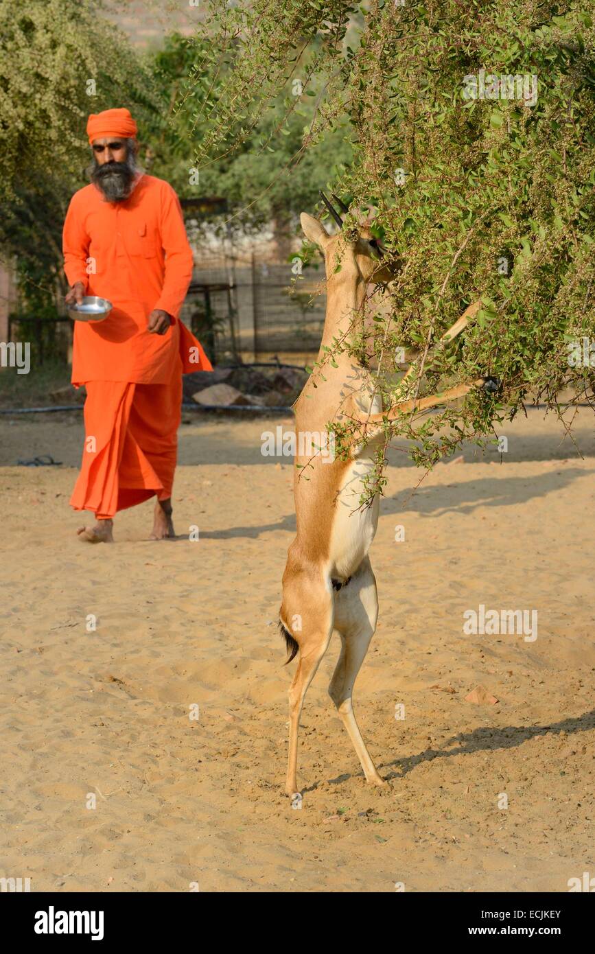 Indien, Rajasthan, Jodhpur Region, Chinkara (indische Gazelle) Essen, grüne Blätter und Bishnoi Priester Stockfoto