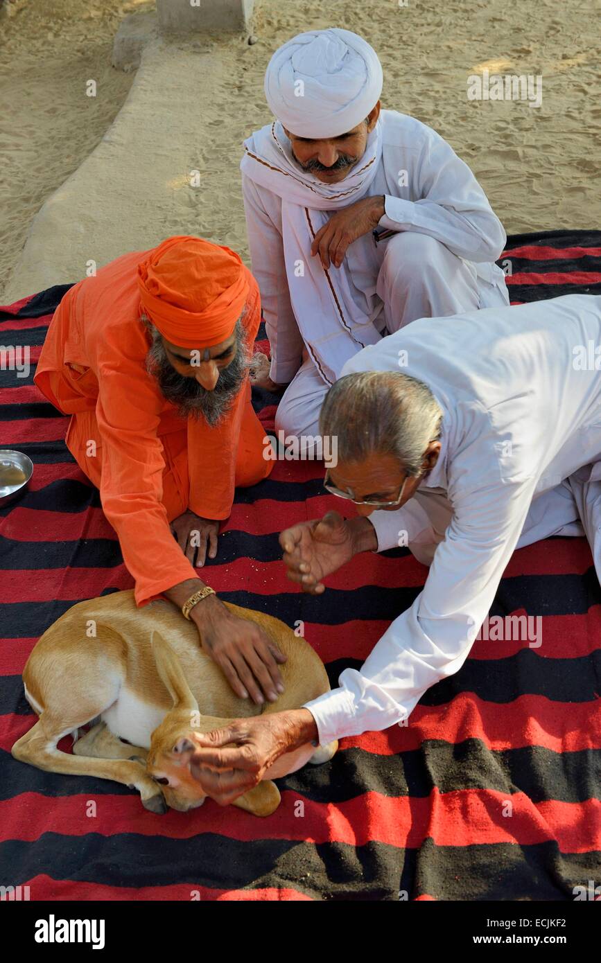 Indien, Rajasthan, Jodhpur Region, Bishnoi Priester und Gläubigen streicheln ein Chinkara (indische Gazelle) Stockfoto