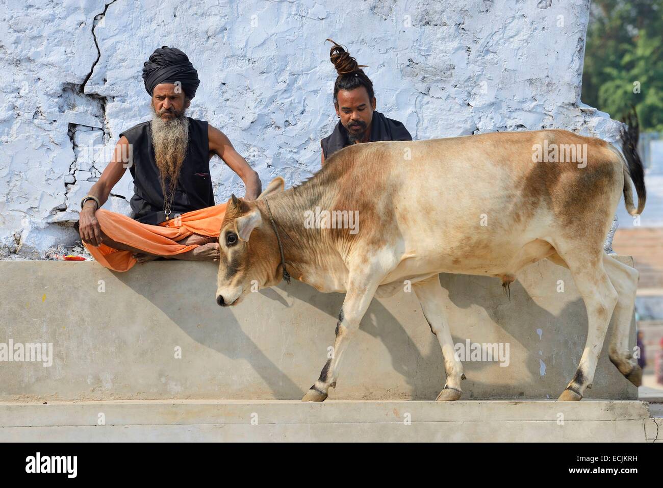 Indien, Rajasthan, Pushkar, Sadhus und heilige Kuh Stockfoto