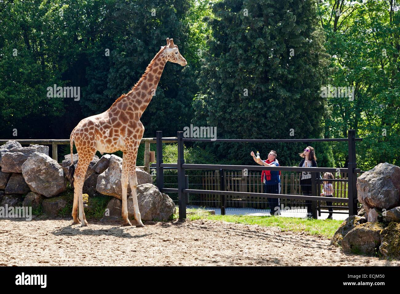 Frankreich, Nord, Maubeuge, Maubeuge Zoo Besucher beobachten eine Rothschild-Giraffe Stockfoto