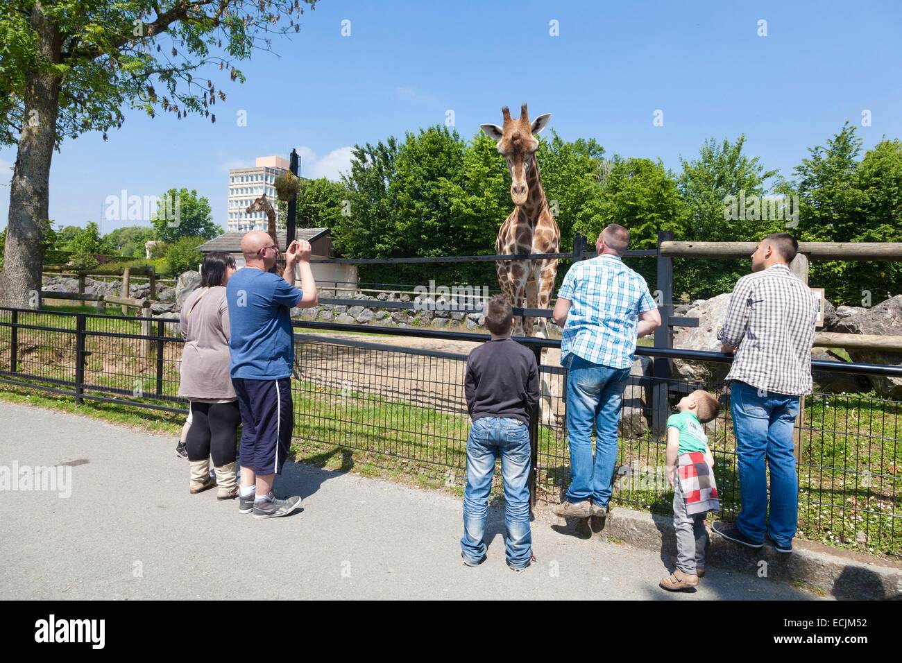 Frankreich, Nord, Maubeuge, Maubeuge Zoo Besucher beobachten eine Rothschild-Giraffe Stockfoto