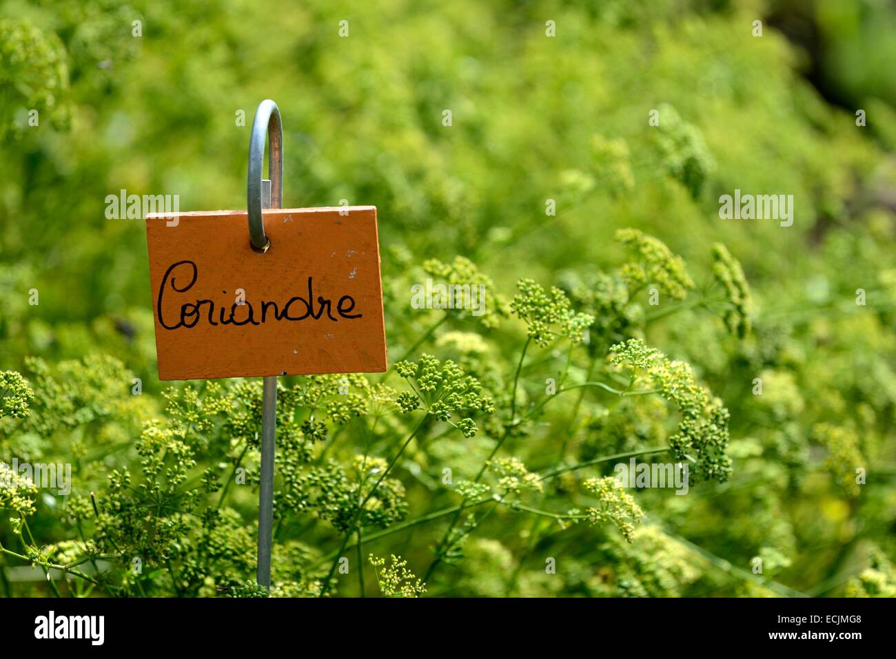 Frankreich, Vogesen, Plombieres Les Bains, Terrassengärten, Garten, Koriander Stockfoto