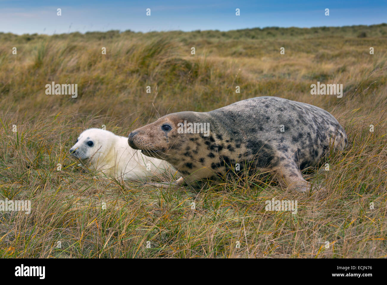 Kegelrobbe Halichoerus grypus Pup und weibliche auf North Norfolk coastal Wildlife Reserve Stockfoto