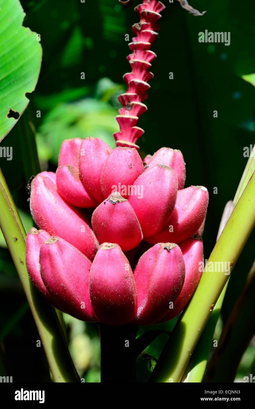 Peru, Madre De Dios Abteilung, Amazon, Puerto Maldonado, natürliche Reserve Kerenda Homet, rosa Banane, Musa Velutina Stockfoto