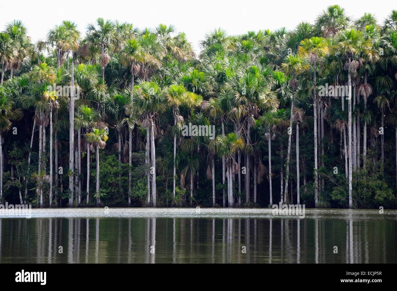 Peru, Madre De Dios Abteilung, Amazon, Puerto Maldonado, Tambopata National Reserve, Sandoval See Stockfoto