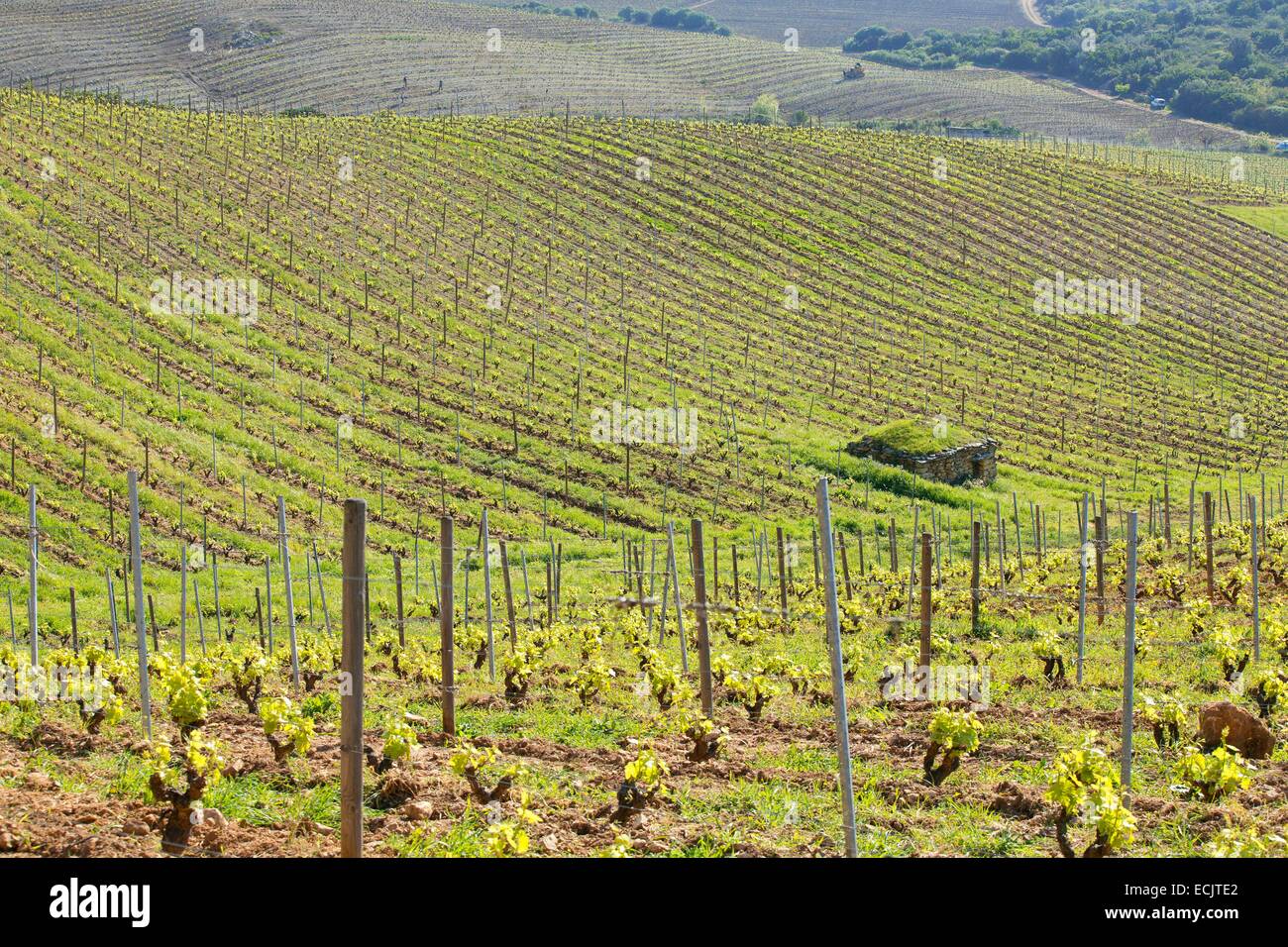 Frankreich, Haute Corse, Poggio d'Oletta, Domain Giudicelli, AOC Patrimonio Stockfoto