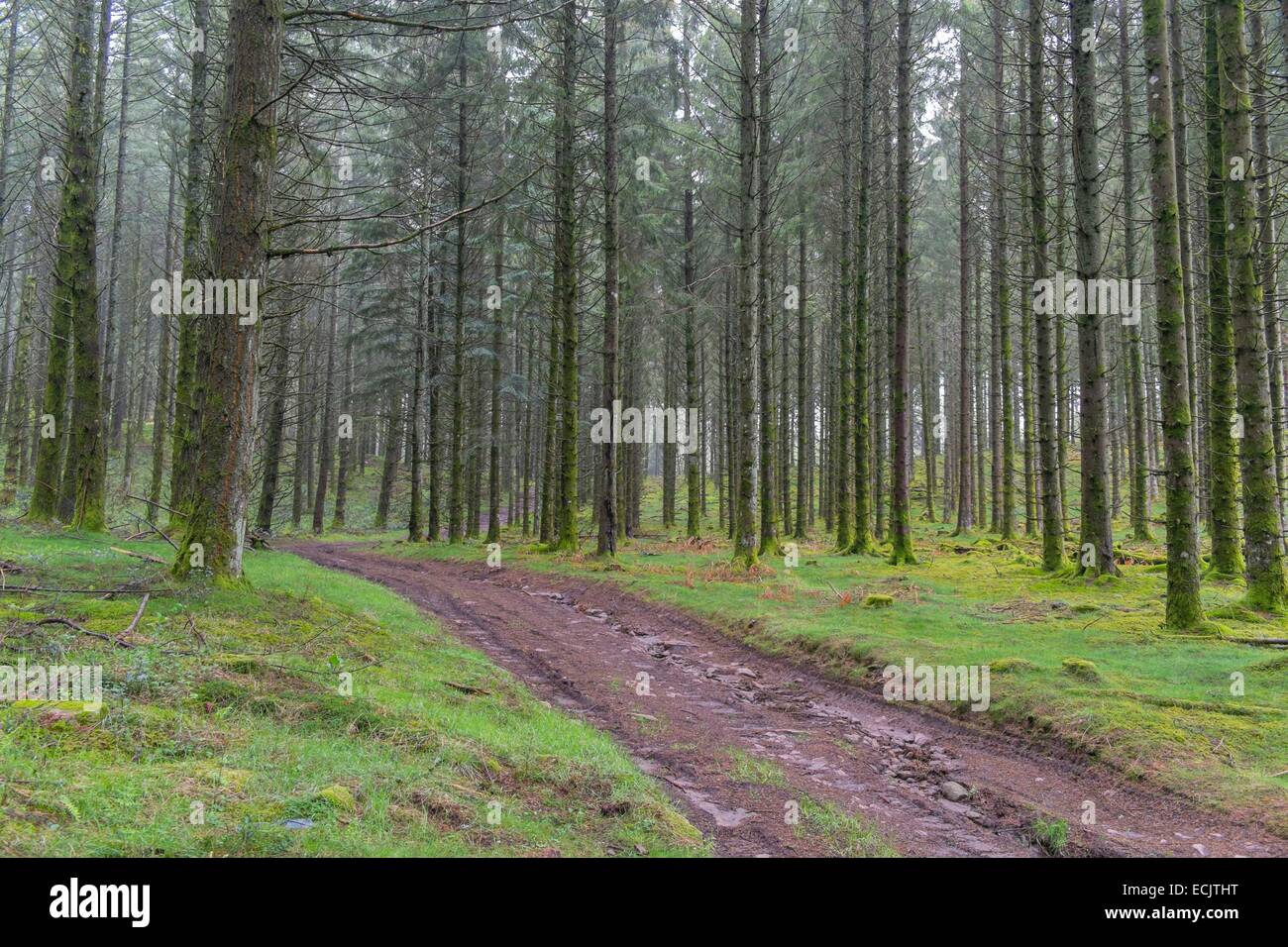 Frankreich, Correze, Wald von Nadelbäumen, Parc Naturel Regional de Millevaches (regionalen Naturpark Millevaches) Stockfoto
