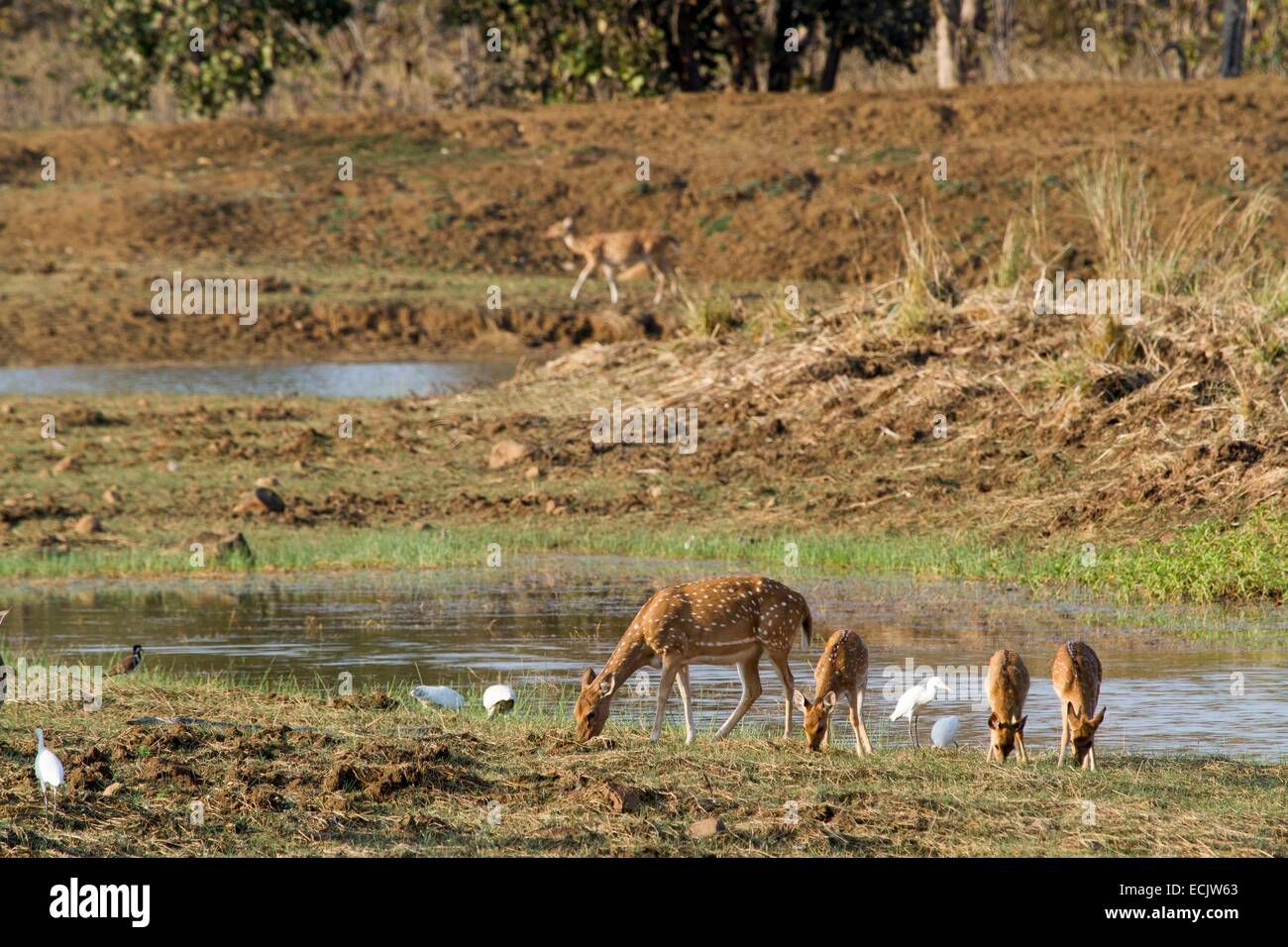 Indien, Bundesstaat Maharashtra, Tadoba Nationalpark, chital (Axis Axis), Weibchen und Jungtiere Fütterung Stockfoto