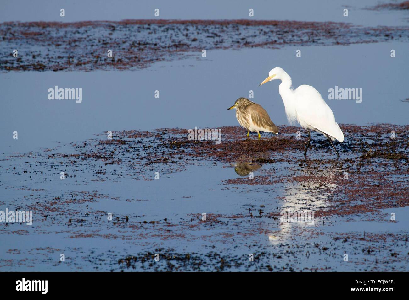 Indien, Bundesstaat Rajasthan, Ranthambore Nationalpark, kleine Silberreiher (Egretta Garzetta) und Rallenreiher (Ardeola Ralloides) Stockfoto