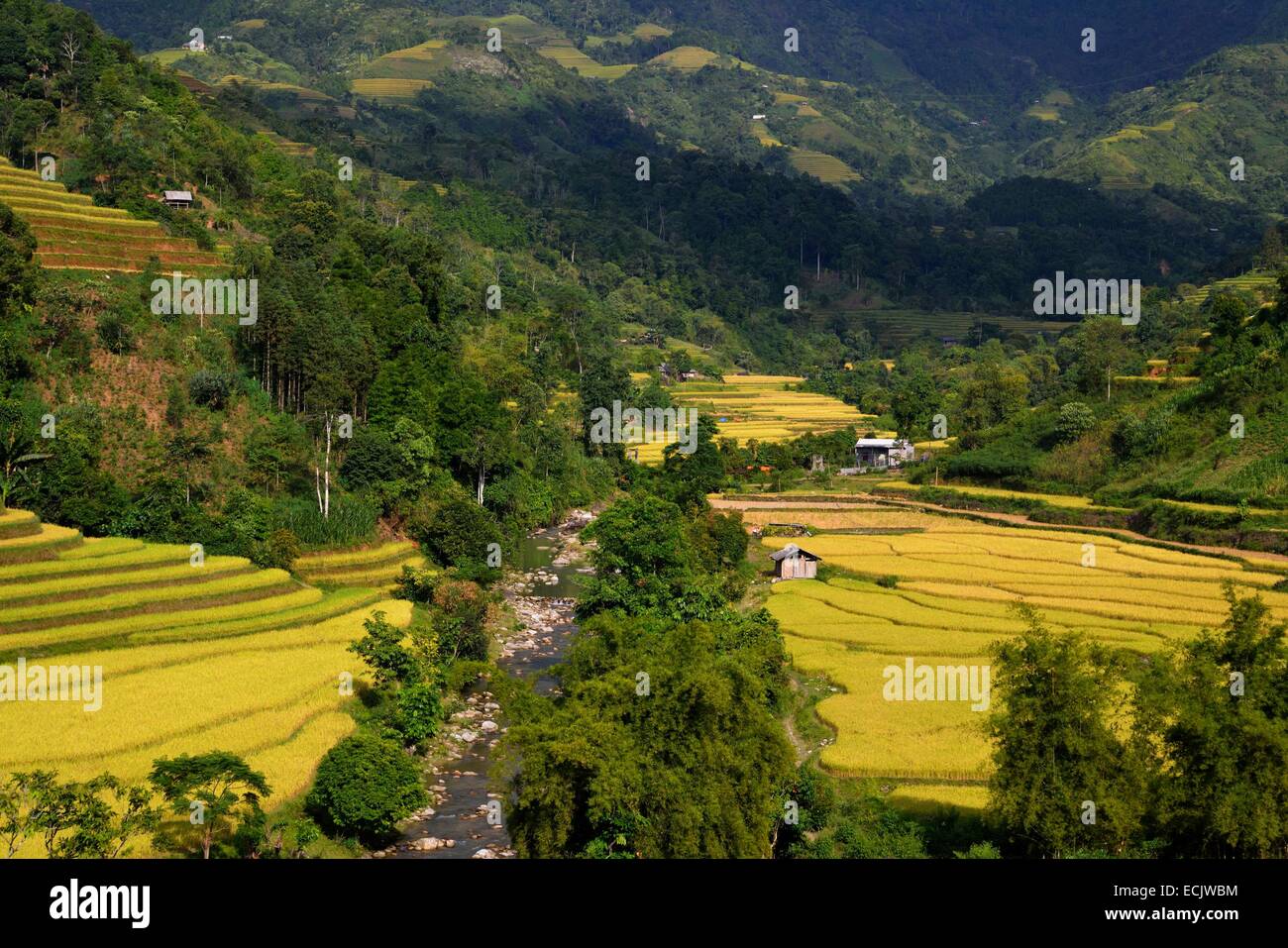 Vietnam, Ha Giang Provinz Ha Giang, Reis Verbundfolien in Terrasse Stockfoto