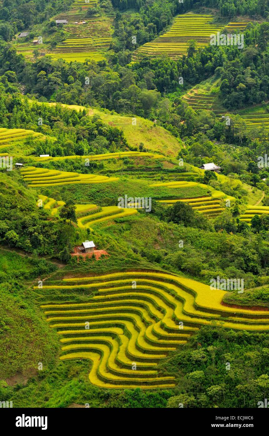 Vietnam, Ha Giang Provinz Ha Giang, Reis Verbundfolien in Terrasse Stockfoto