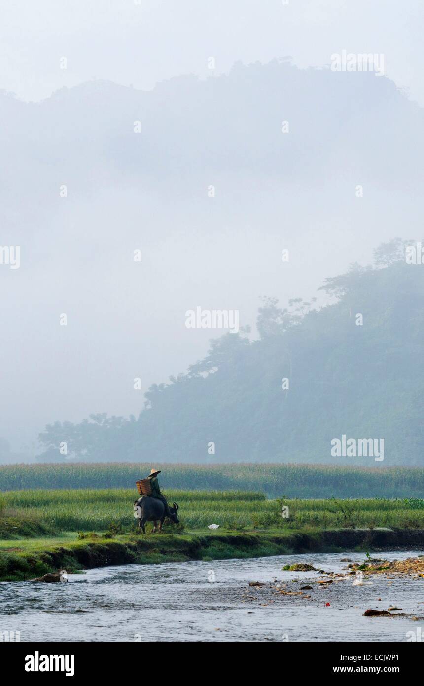 Vietnam, Lao Cai-Provinz, in der Nähe von Bac Ha, Mann Thai ethnischen Gruppe unter seinem Büffel auf die Felder Stockfoto