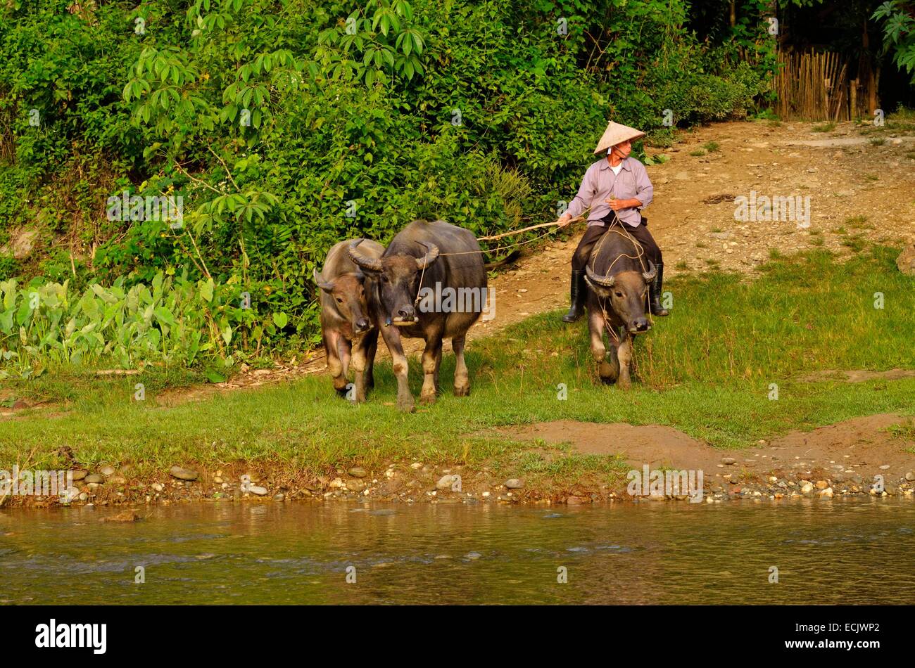 Vietnam, Lao Cai-Provinz, in der Nähe von Bac Ha, Mann Thai ethnischen Gruppe unter seinem Büffel auf die Felder Stockfoto