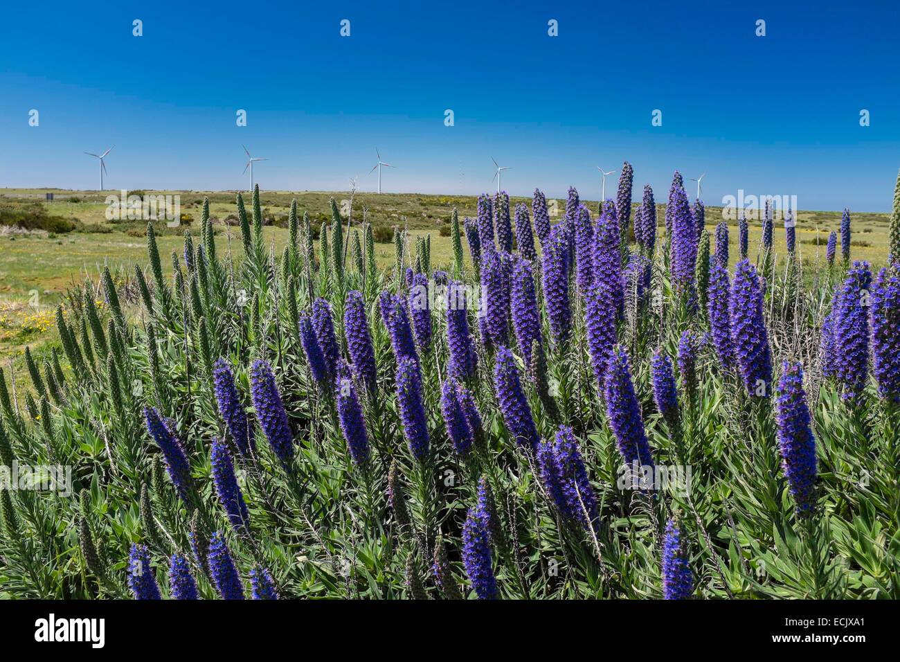 Portugal, Madeira Insel, Paul da Serra Hochebene im Zentrum der Insel, Echium Candicans (SY Echium Fastuosum) allgemein bekannt als stolz von Madeira und Einheimischen auf der Insel Madeira Stockfoto