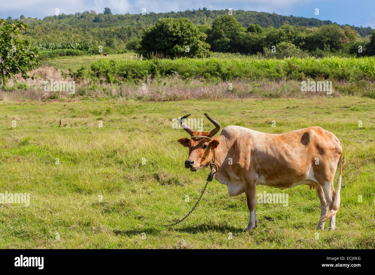 Frankreich, Guadeloupe (Französische Antillen), Marie Galante, Grand Bourg, Creole Kuh Rennen (Kreuzung zwischen Taurin und Zebu) Stockfoto