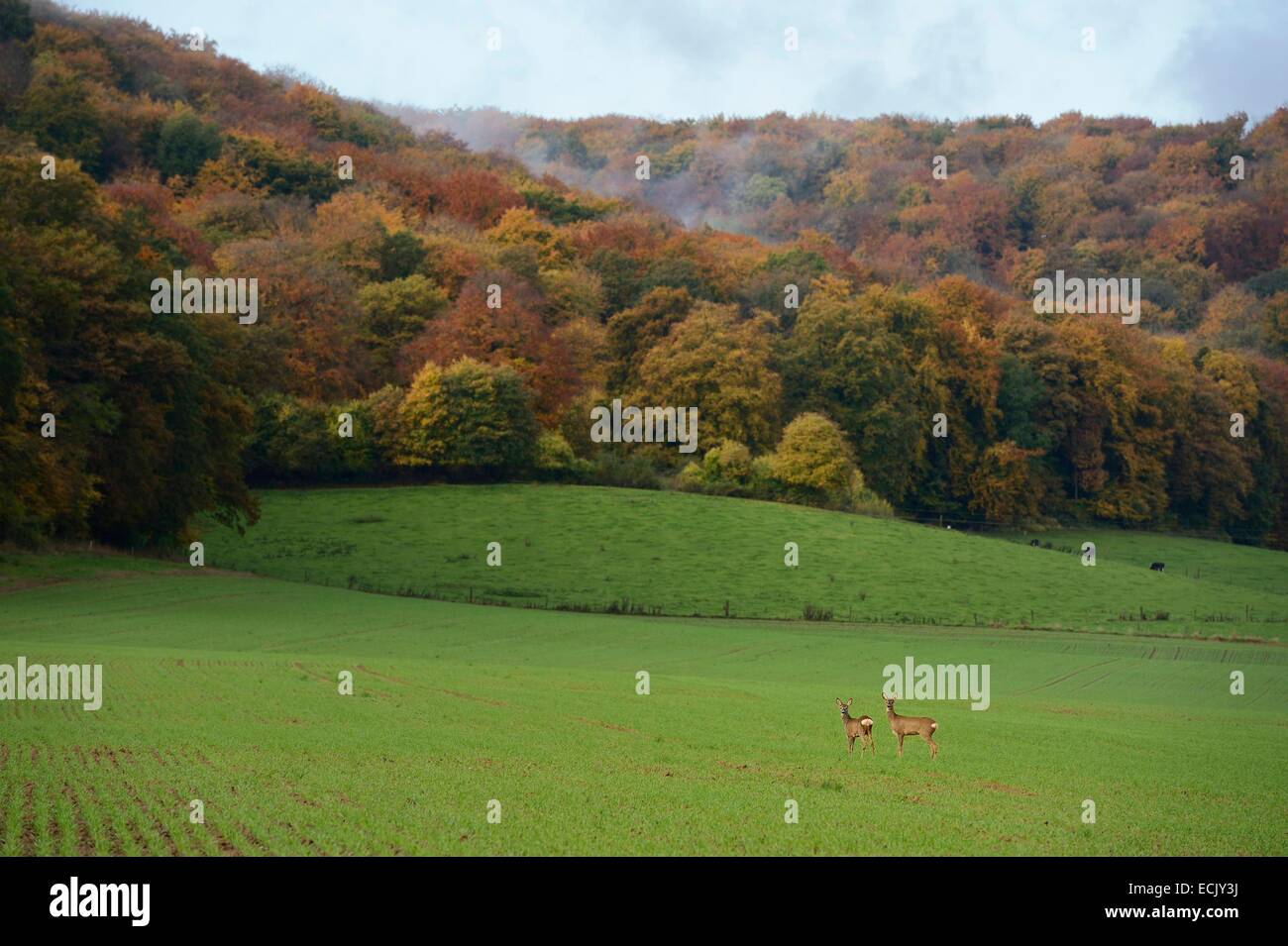 Frankreich, Maas, Cotes de Maas, Chatillon Sous Les Cotes, Doe in Waldnähe Stockfoto