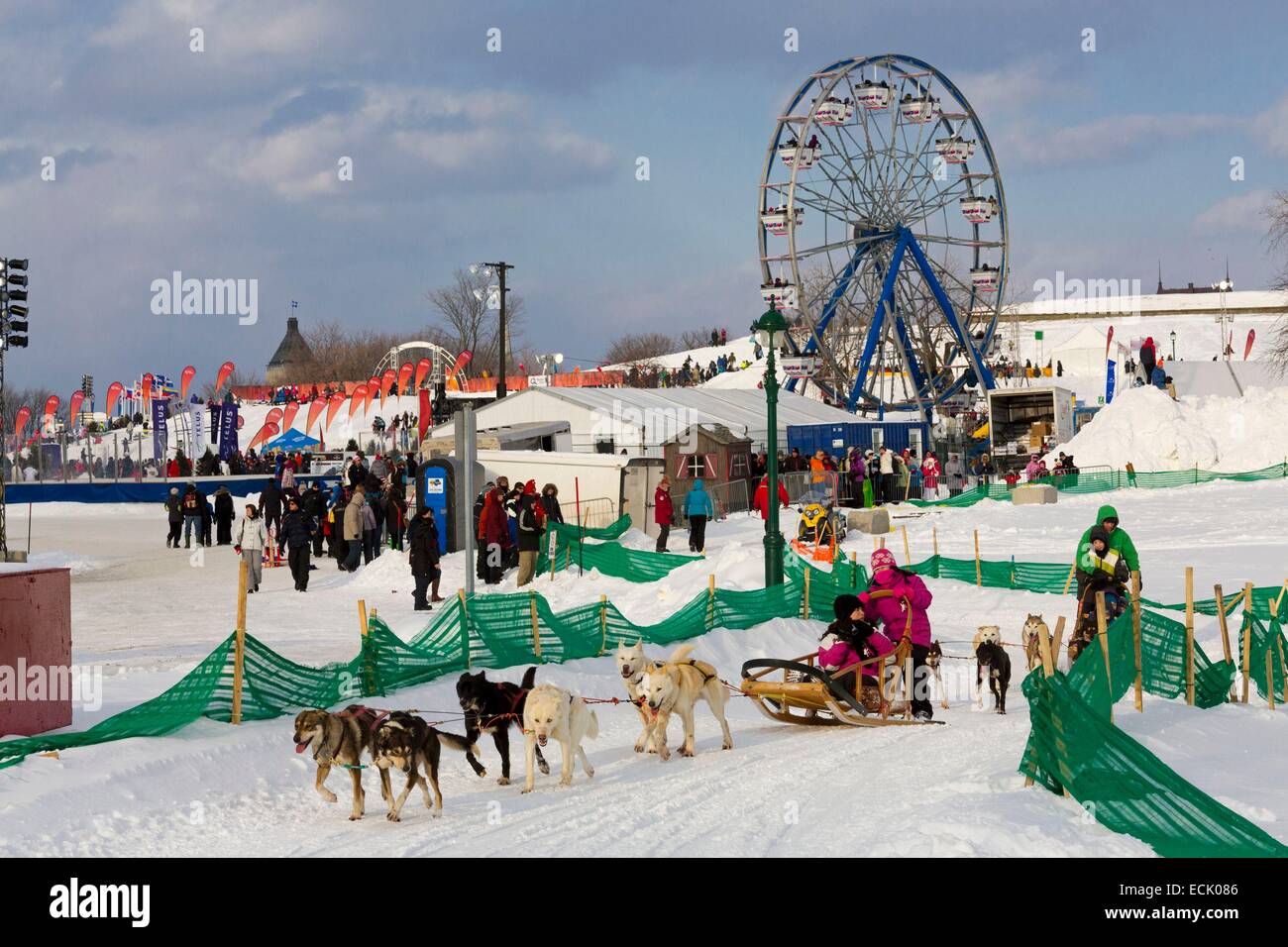 Kanada, Québec, Québec (Stadt) im Winter, der Winterkarneval in Quebec, der Plains Of Abraham, Rodeln Hunde und Riesenrad Stockfoto