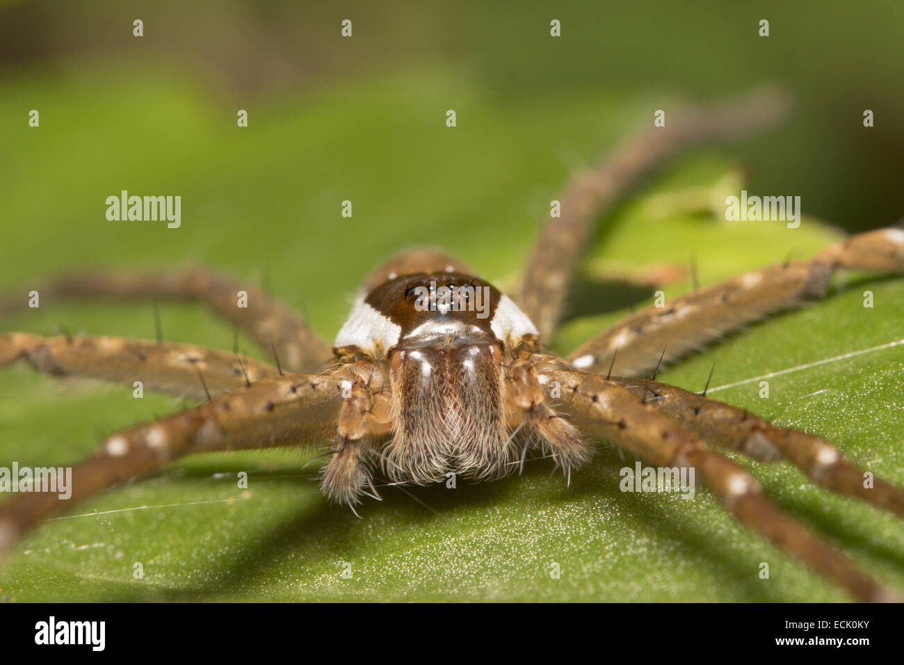 Angeln-Spinne Familie: Pisuridae, Agumbe, Karnataka, Indien Stockfoto