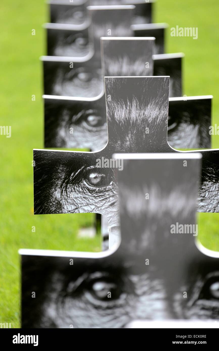 Frankreich, Haute-Marne, Montier En Der, Friedhof Exposition über das Verschwinden des letzten Gorilla Fotografen Gilles Martin Stockfoto