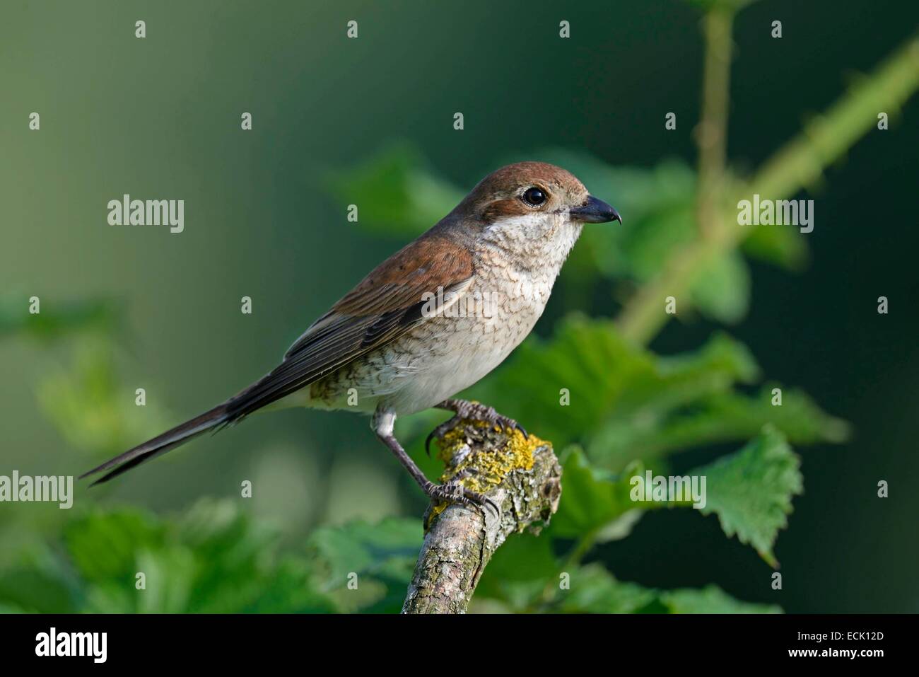 Frankreich, Doubs, Vogel, rot unterstützt Würger (Lanius Collurio) weiblichen verlassen das Dickicht nach der Fütterung ihre Küken im nest Stockfoto